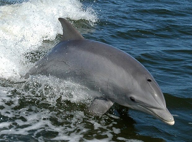 Delfin butlonosy