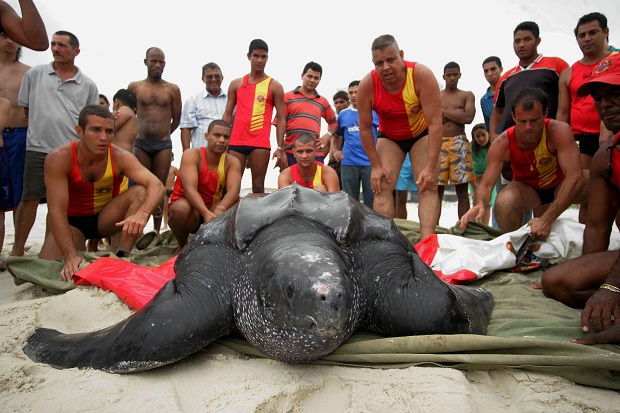Strażacy uwalniają 1,65-metrowego żółwia na plaży Barra da Tijuca w Brazyli